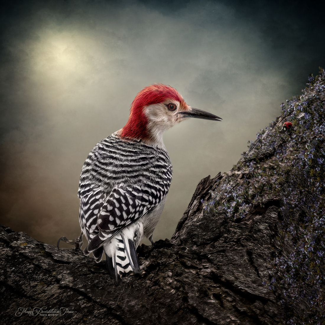 Red Bellied Woodpecker