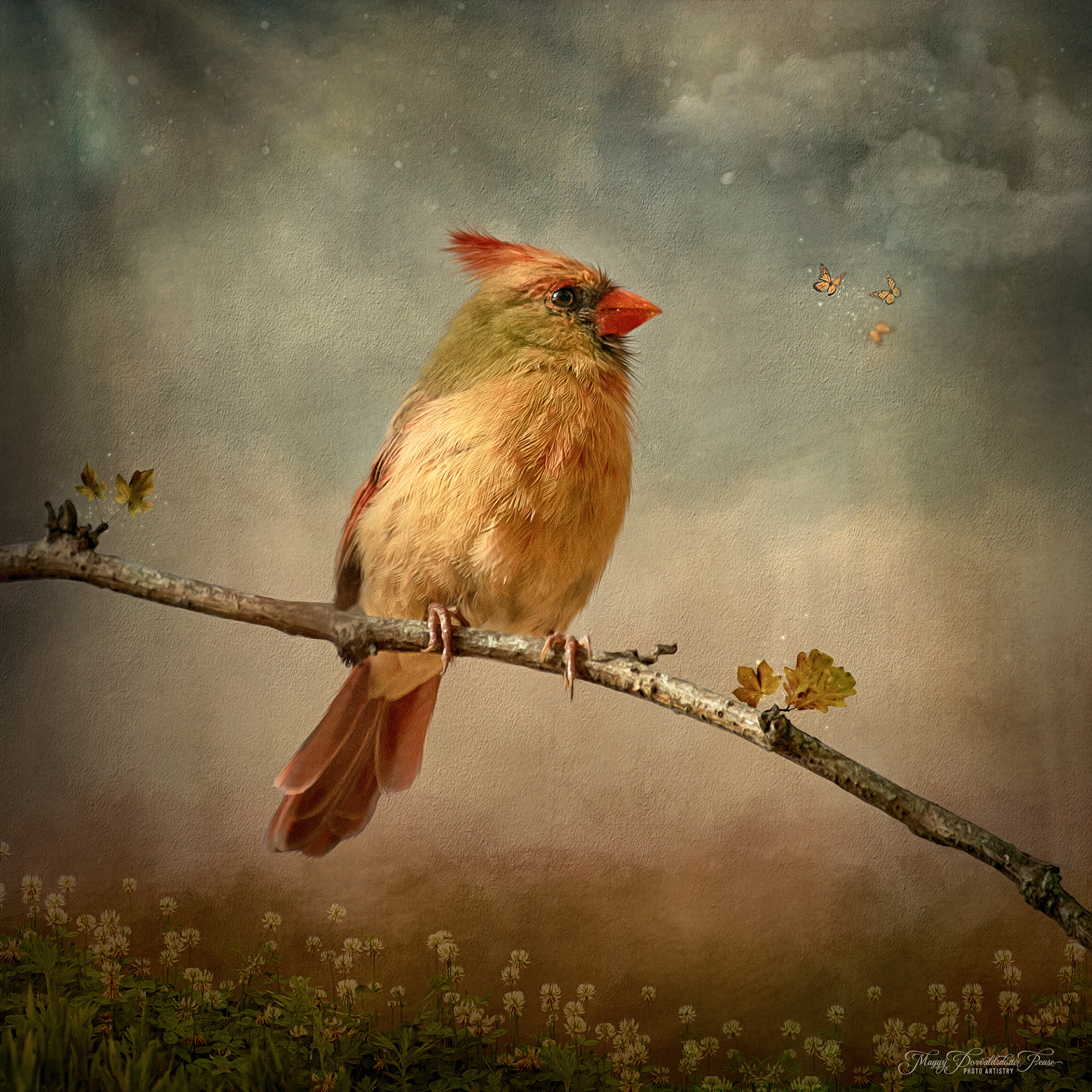 Female Northern Cardinal