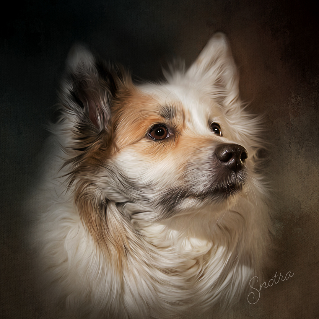 Icelandic Sheepdog, my beloved Snotra
