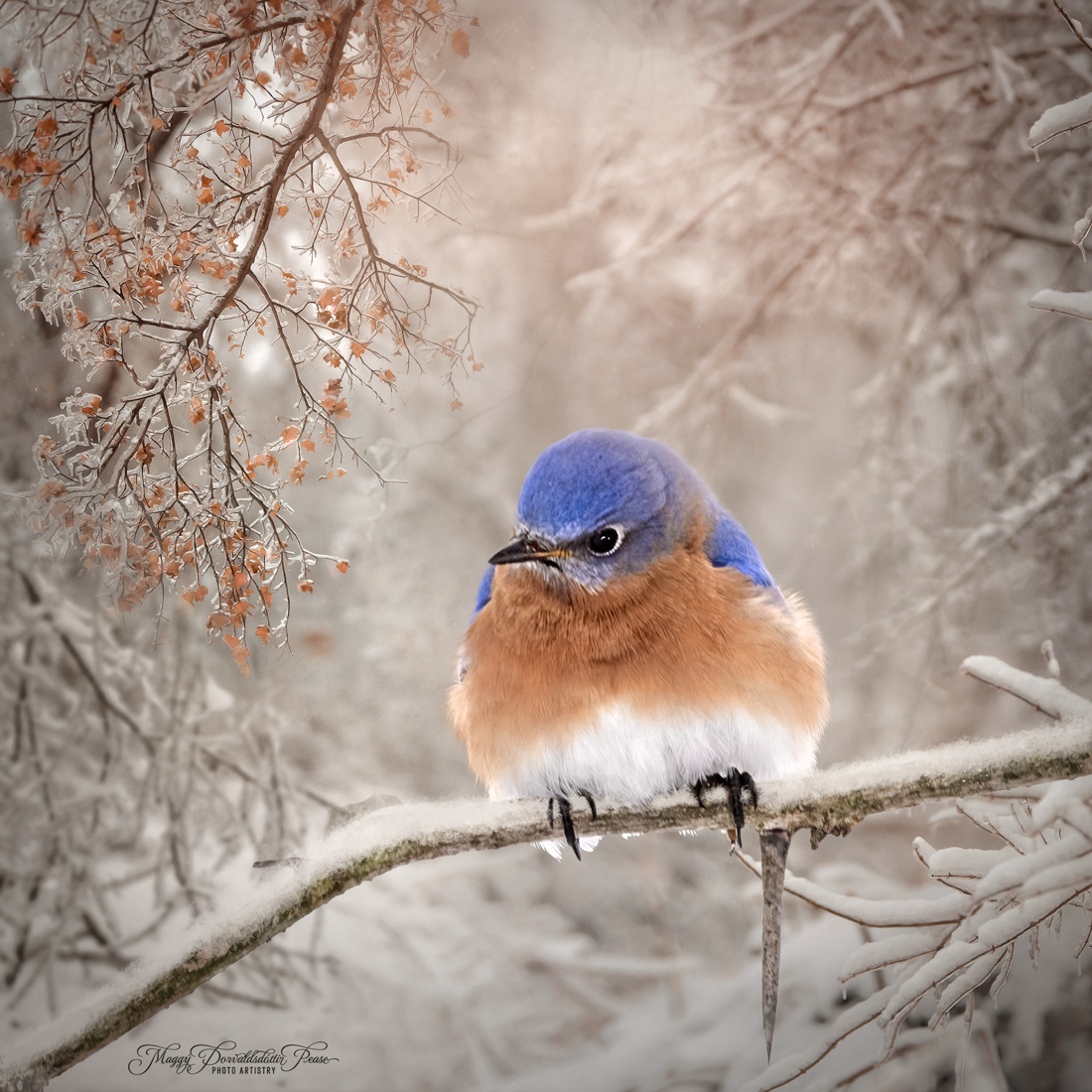 Bluebird