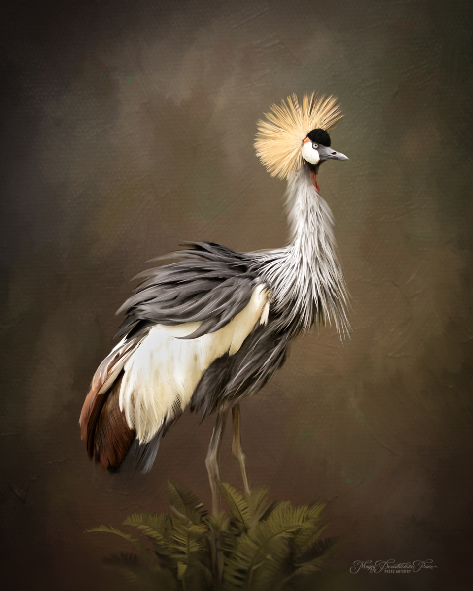 Grey Crowned Crane