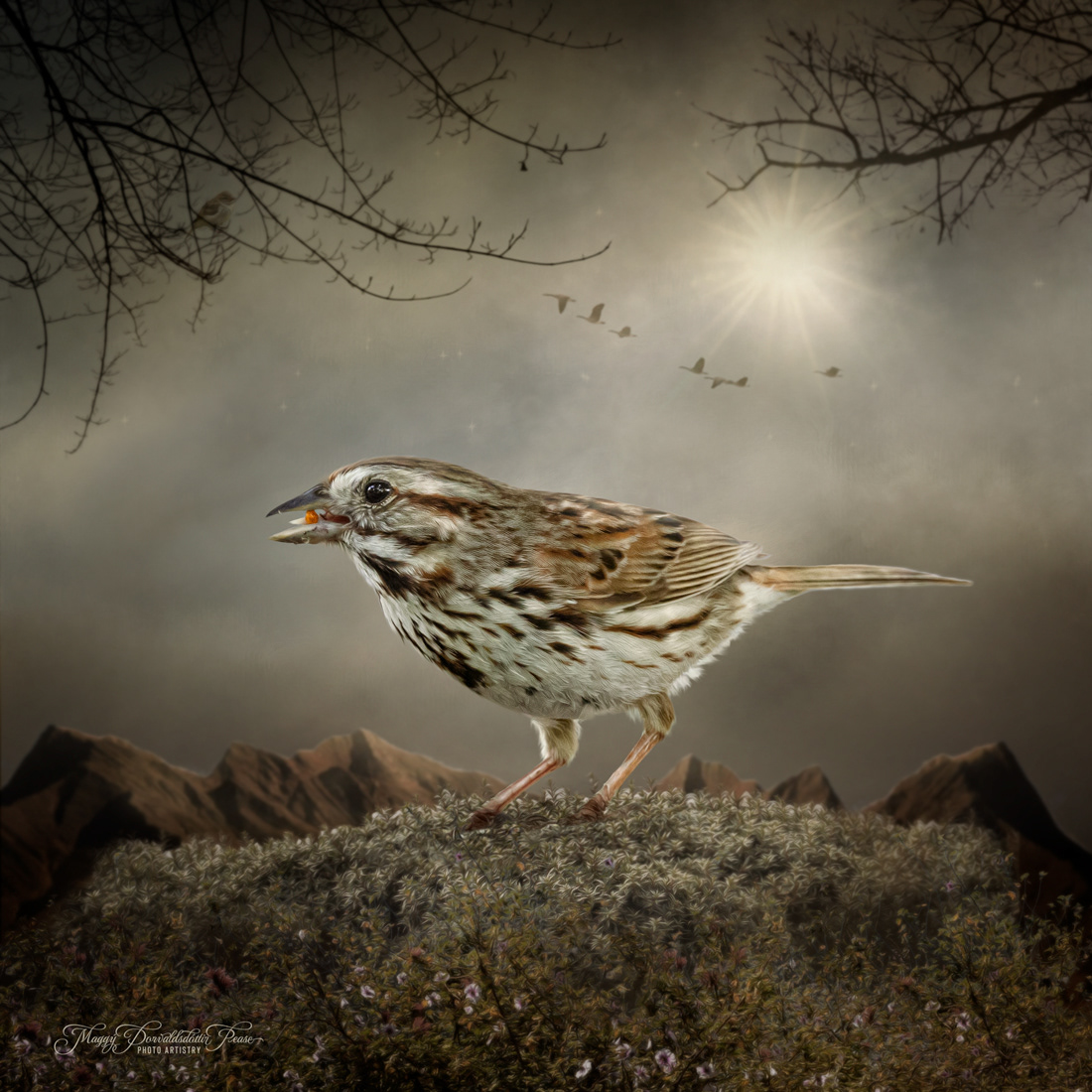 Song Sparrow