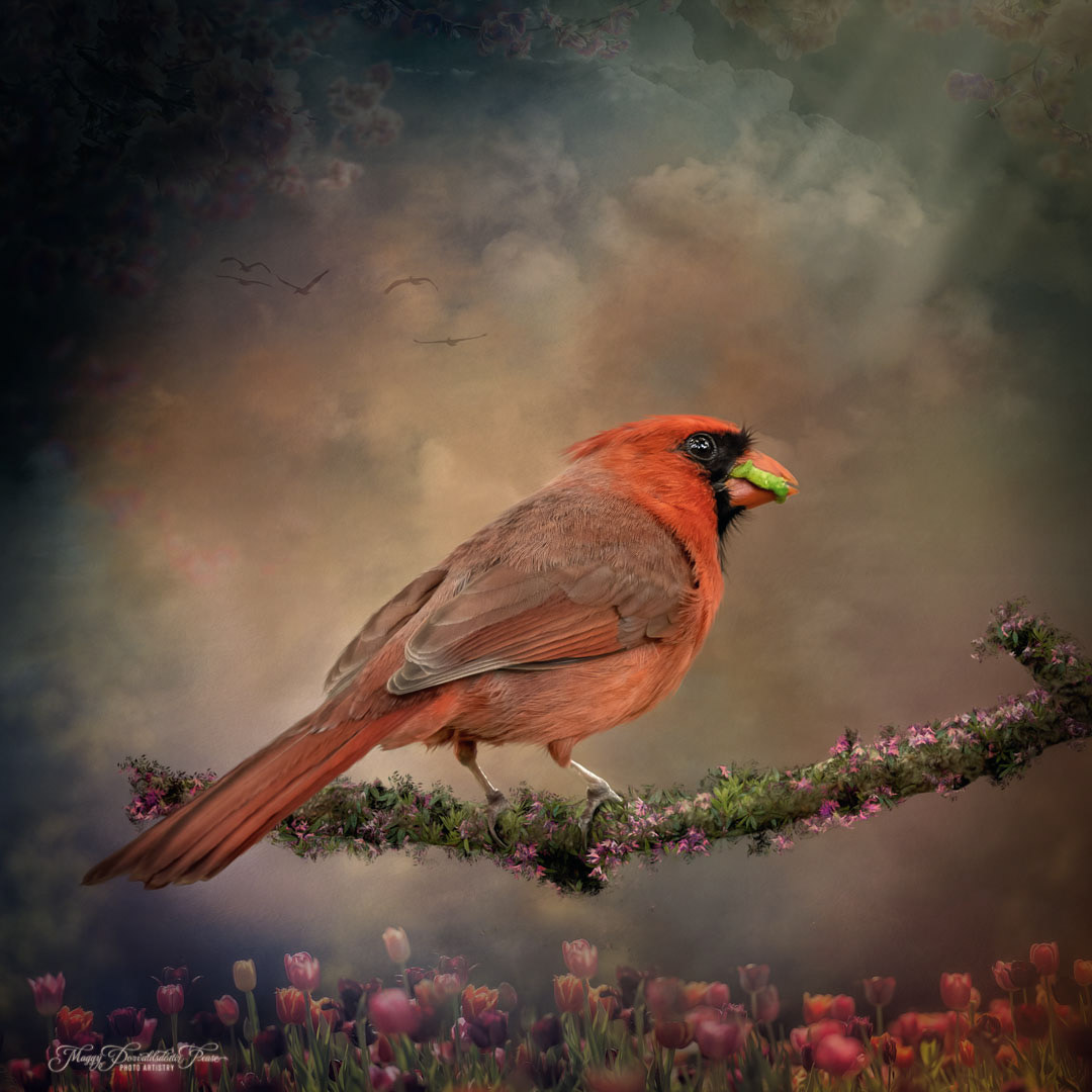 Cardinal