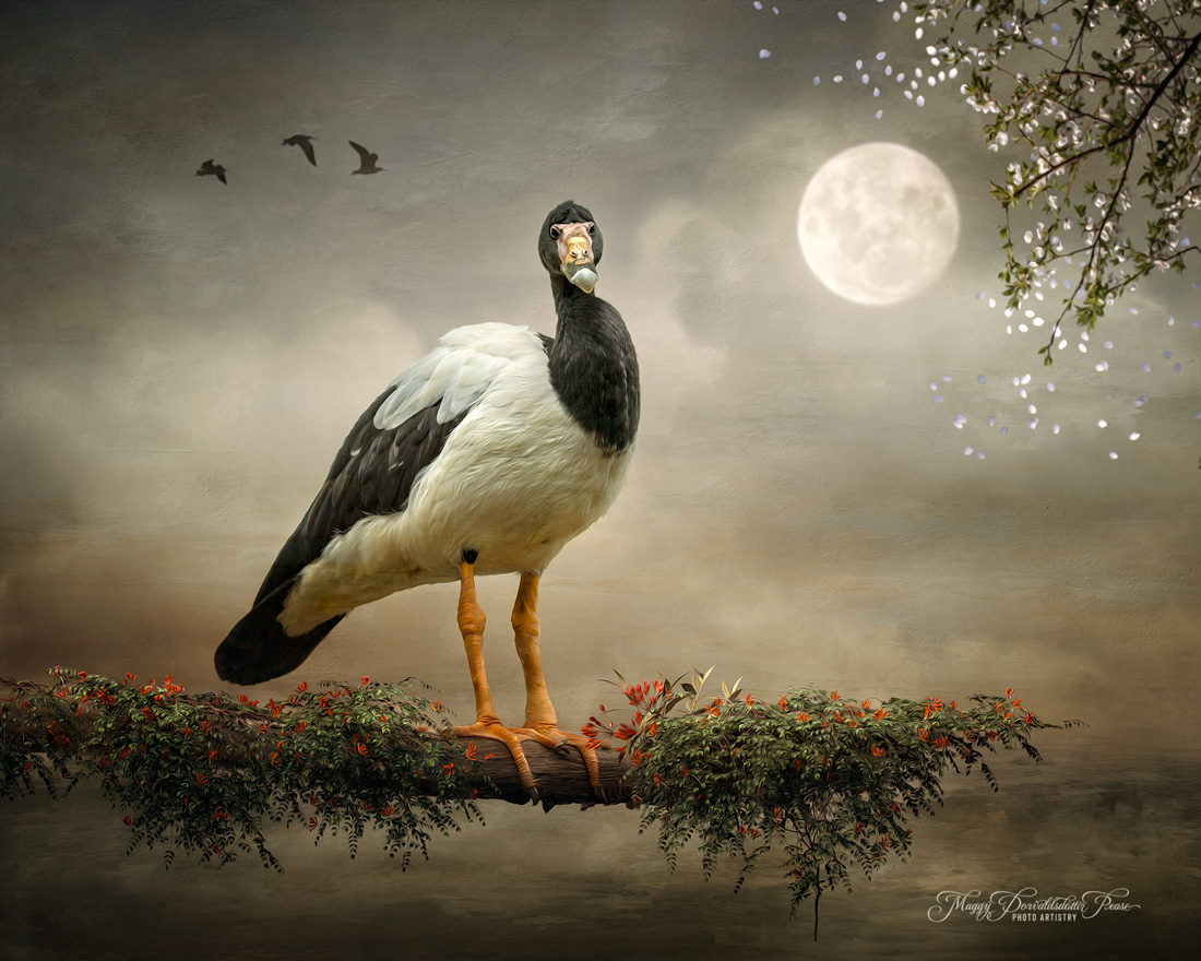 Magpie Goose