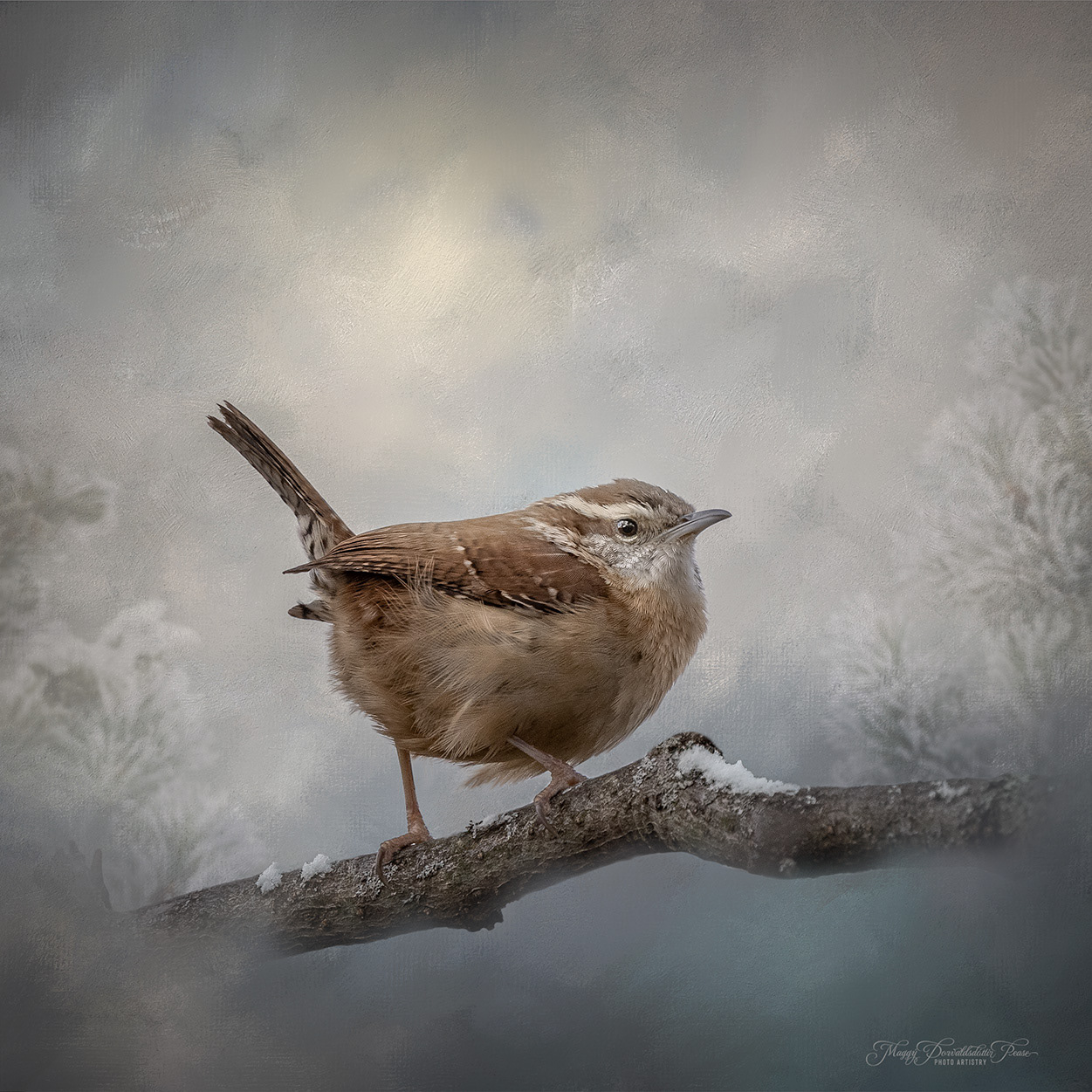 Winter Wren