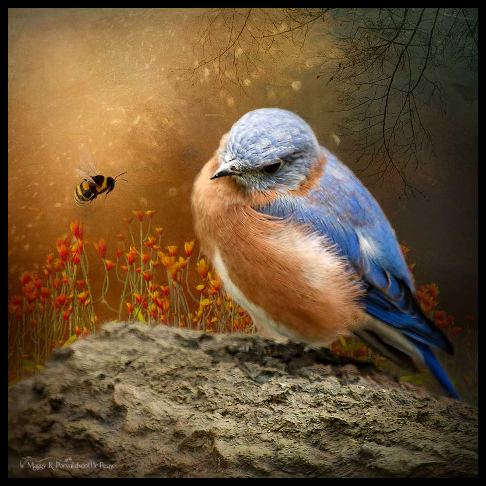 The Bird and the Bee