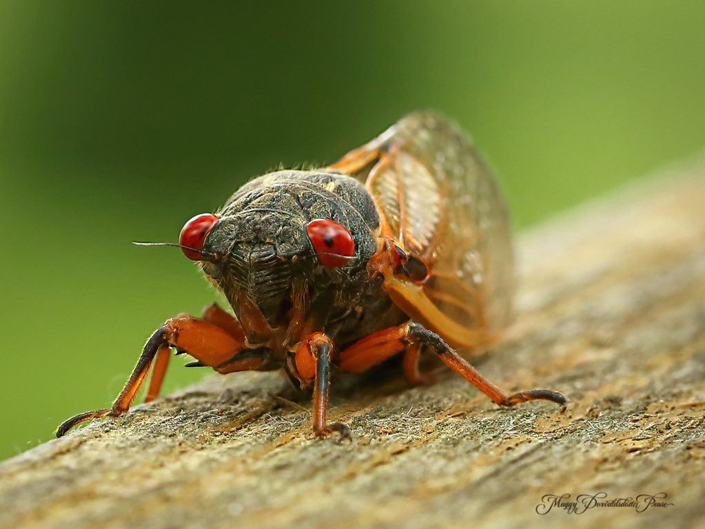 Cicada