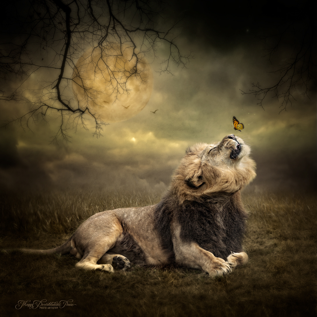 The Lion and the Butterfly