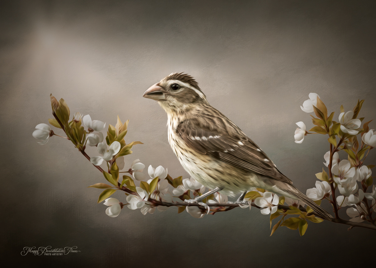Rose-breasted Grosbeak