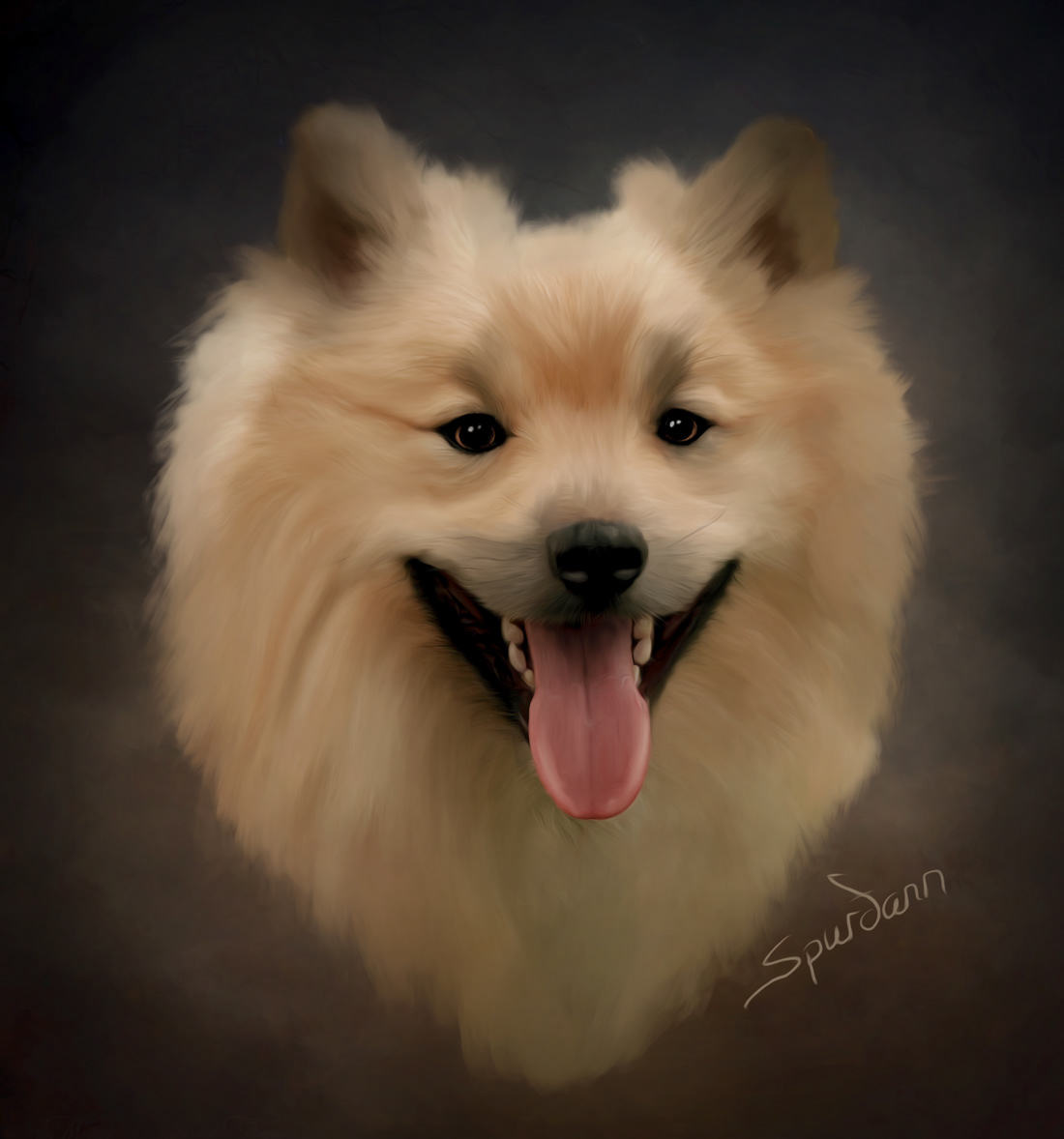 Icelandic Sheepdog