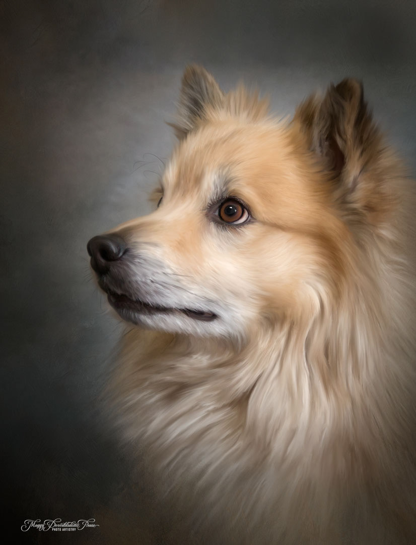 Icelandic Sheepdog