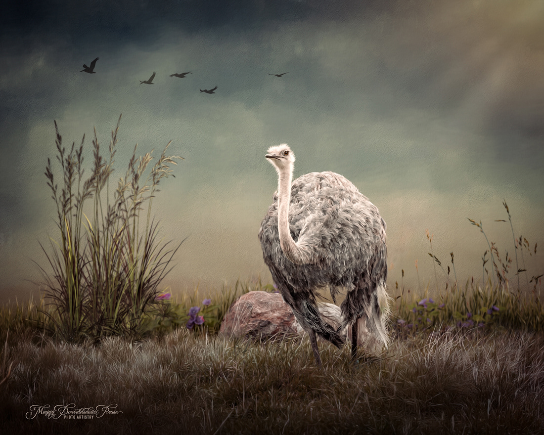 Oscar the Ostrich