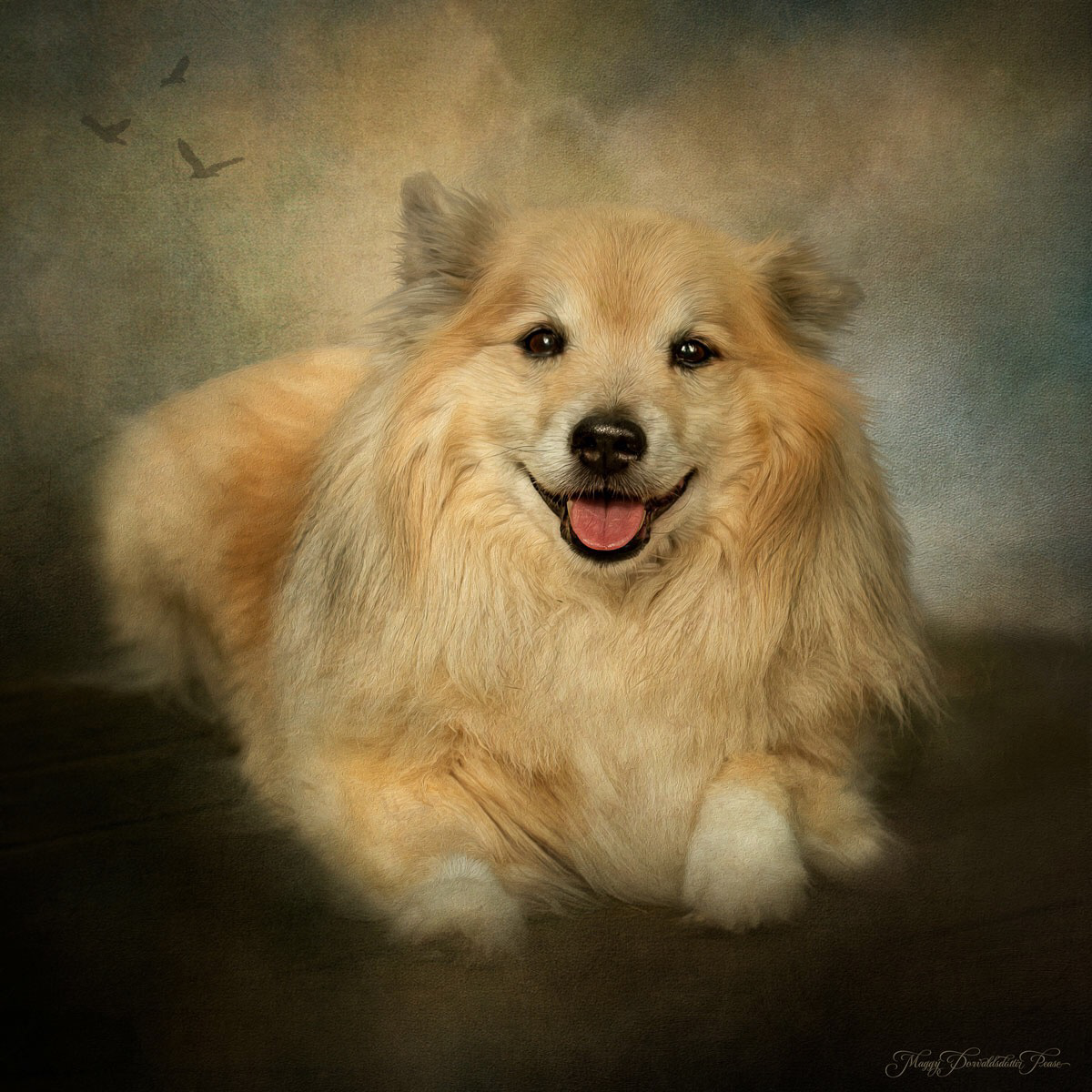 Icelandic Sheepdog