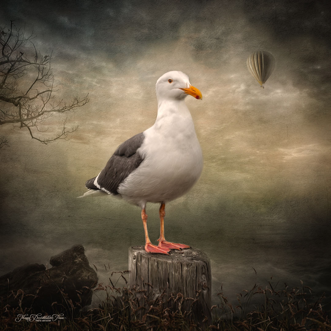 The Gull