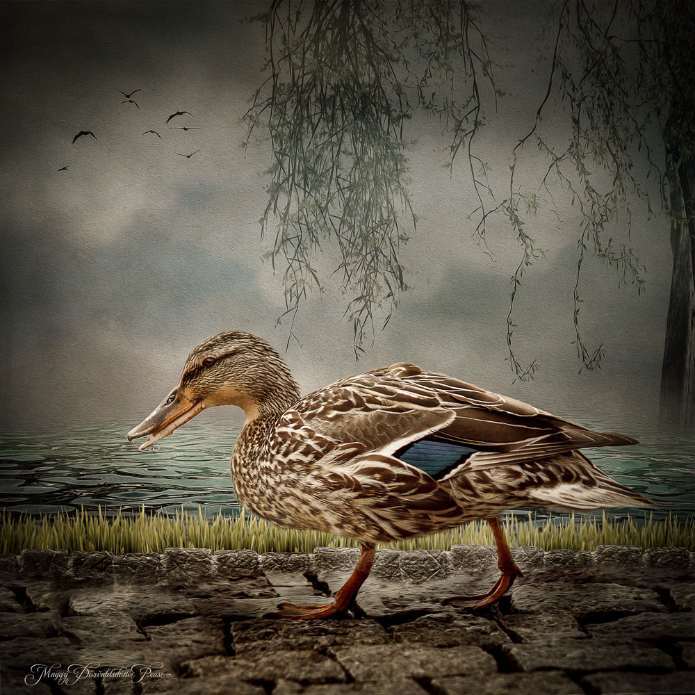 Mallard hen