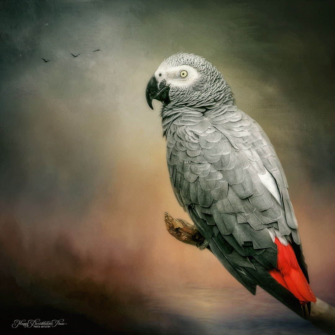 African Grey