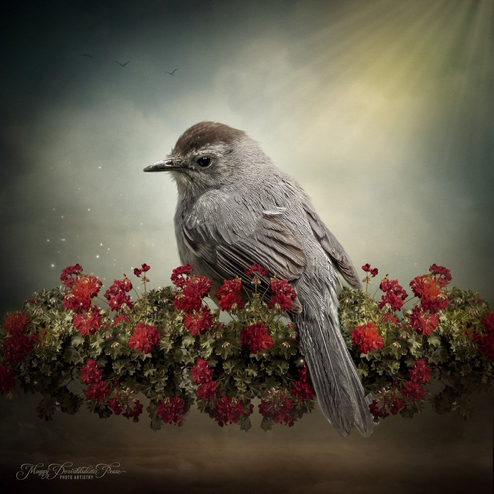 Gray Catbird