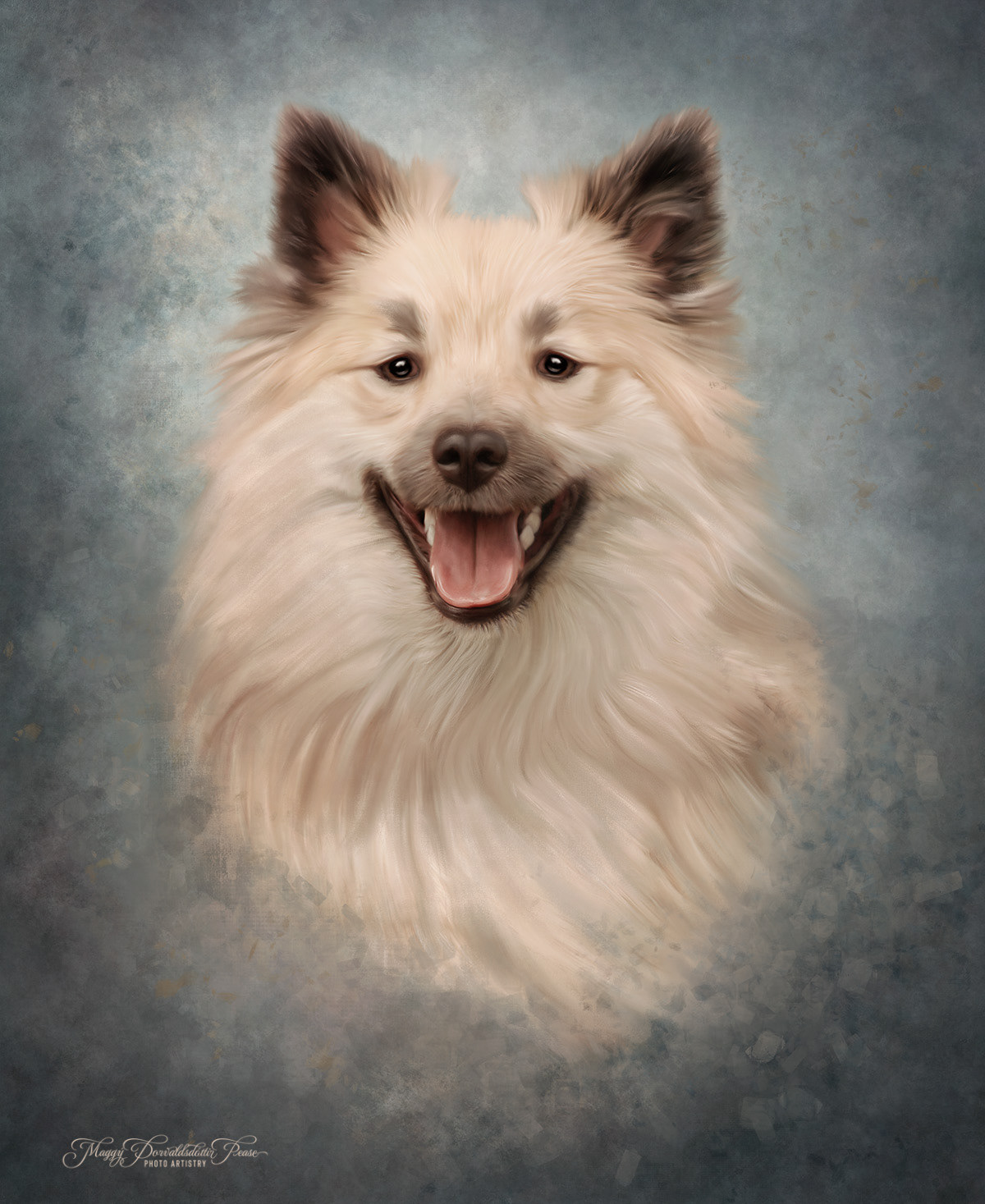 Icelandic Sheepdog
