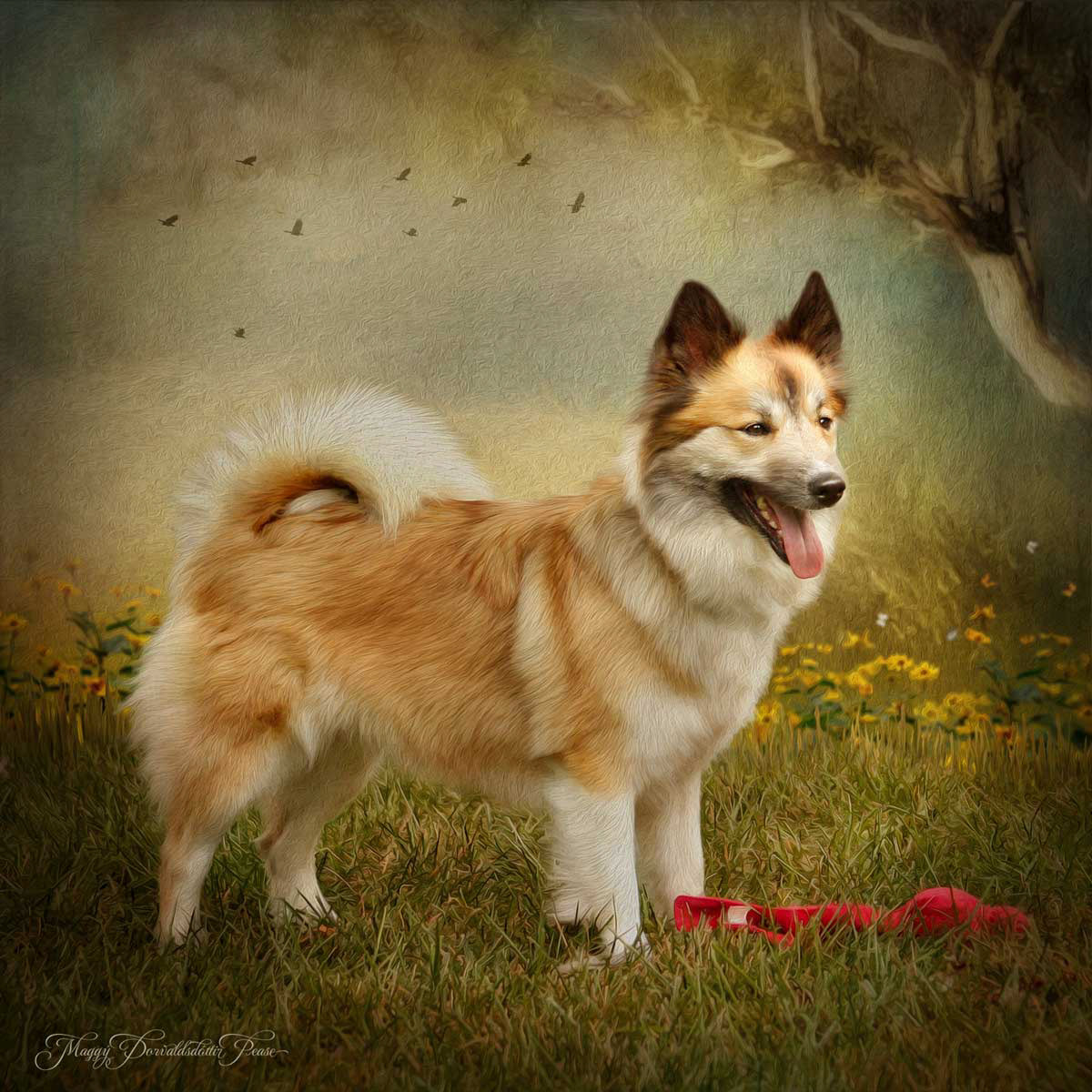 AKC CH, UKC CH Pine Plains Bella "Poppi" CGC, TDI, NA, OAP, NJP