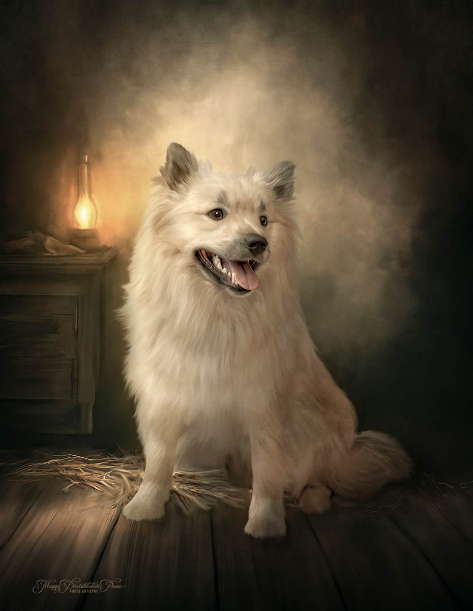 Icelandic Sheepdog