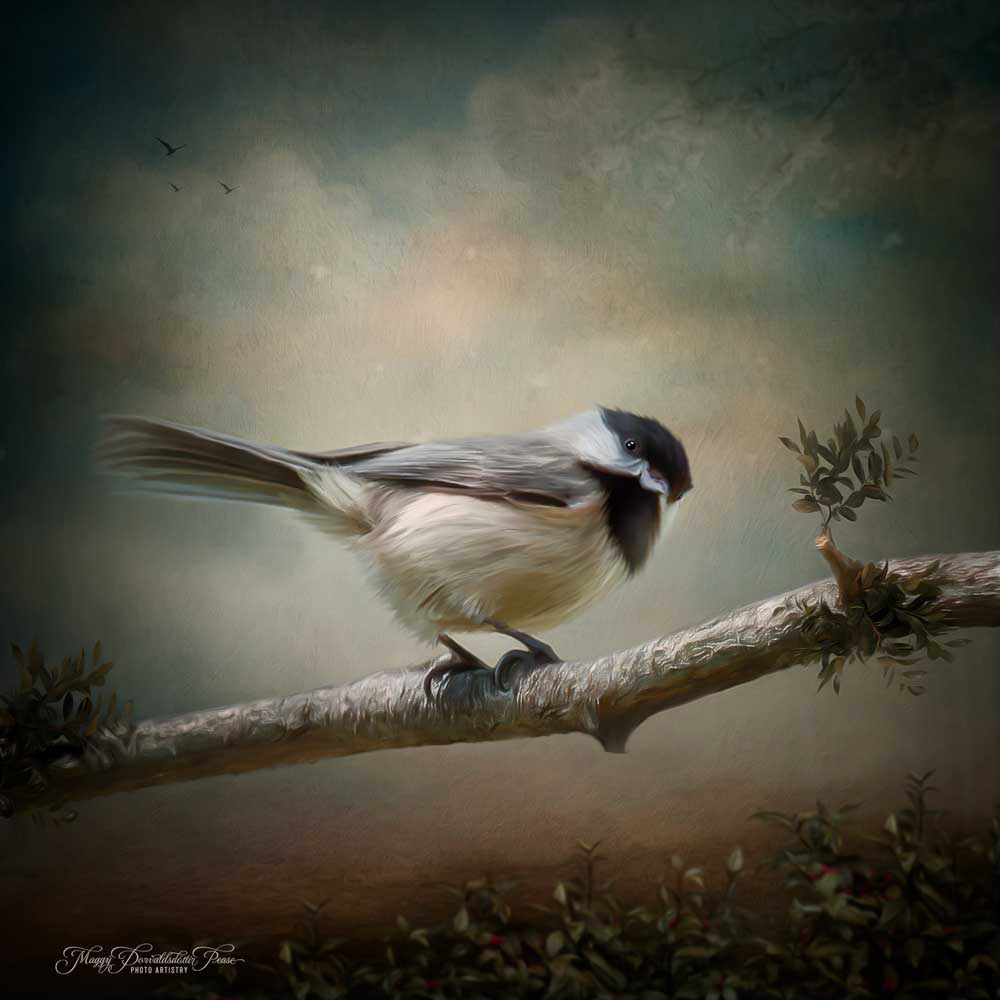 Chickadee