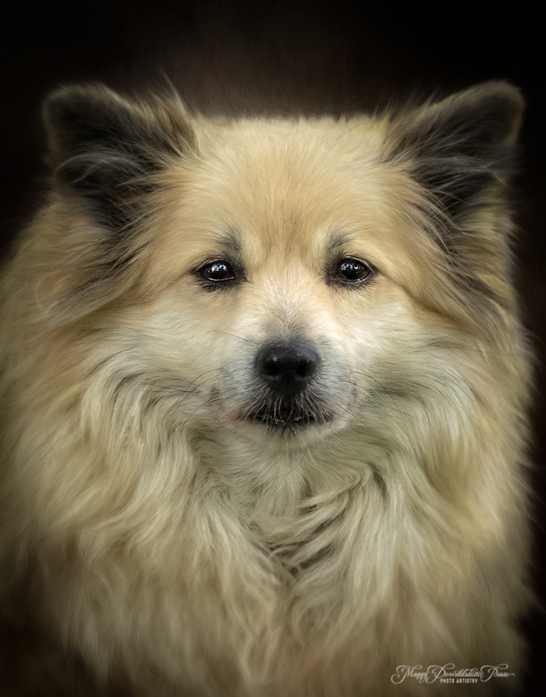 Icelandic Sheepdog