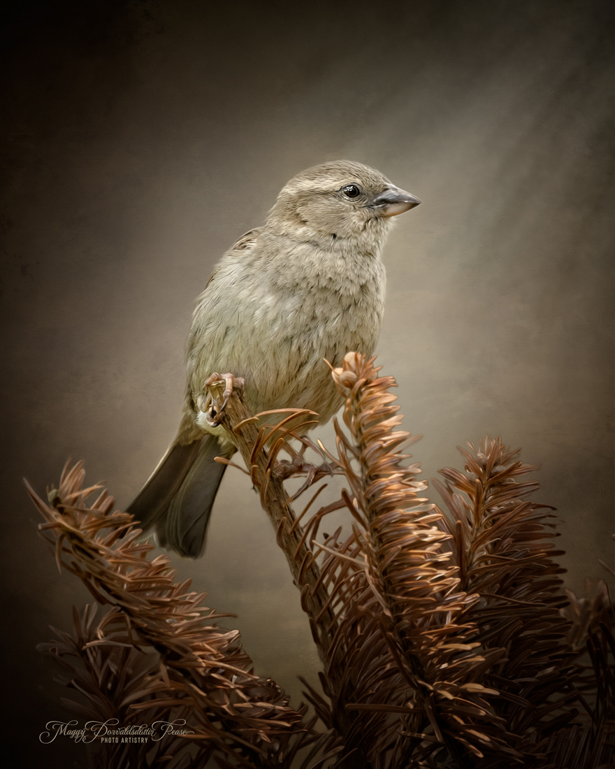 Sparrow