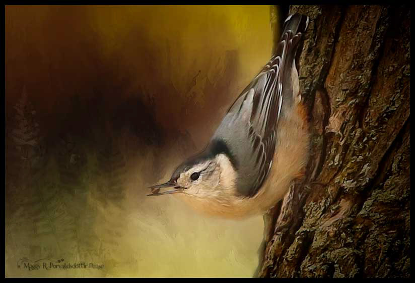 Nuthatch