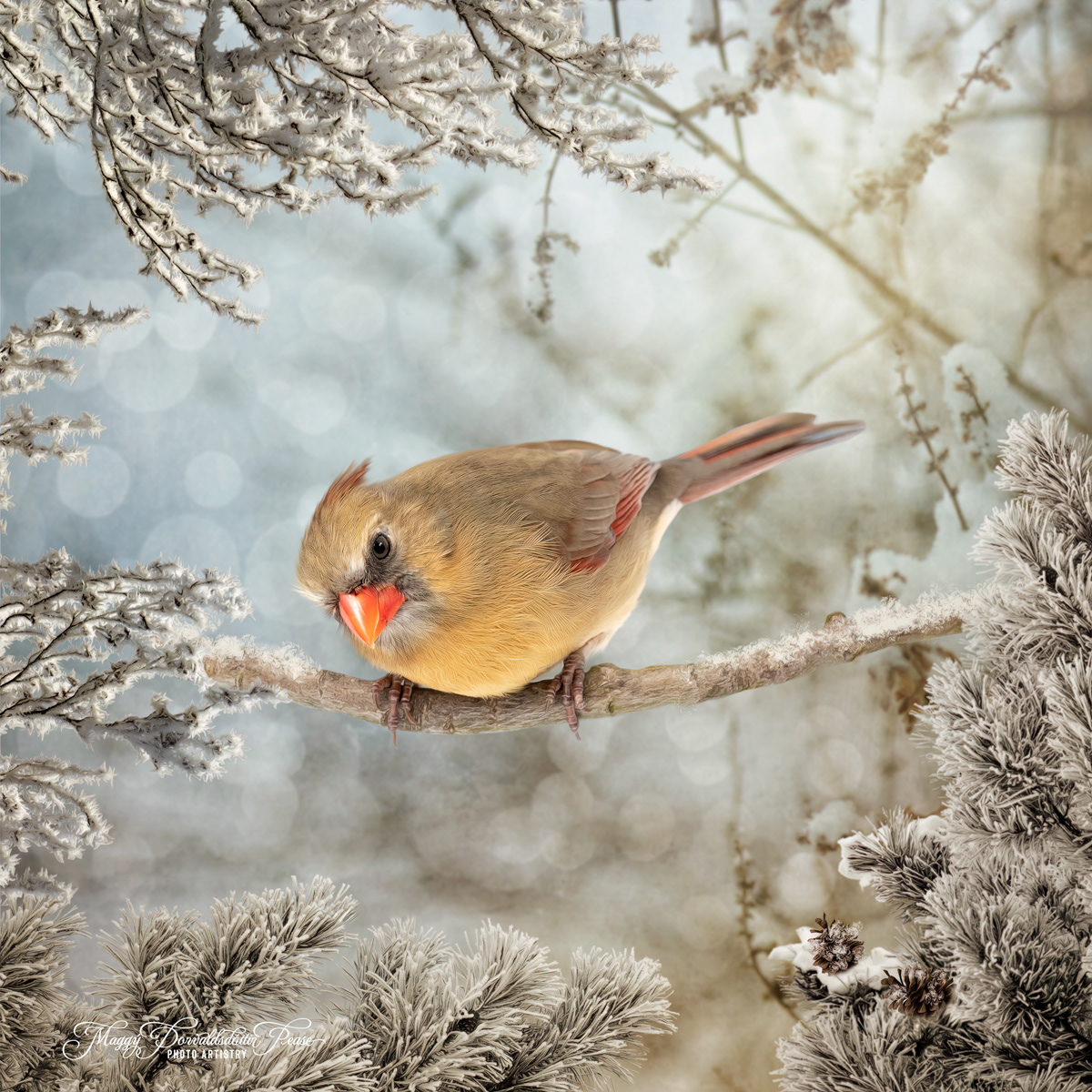 Winter Cardinal