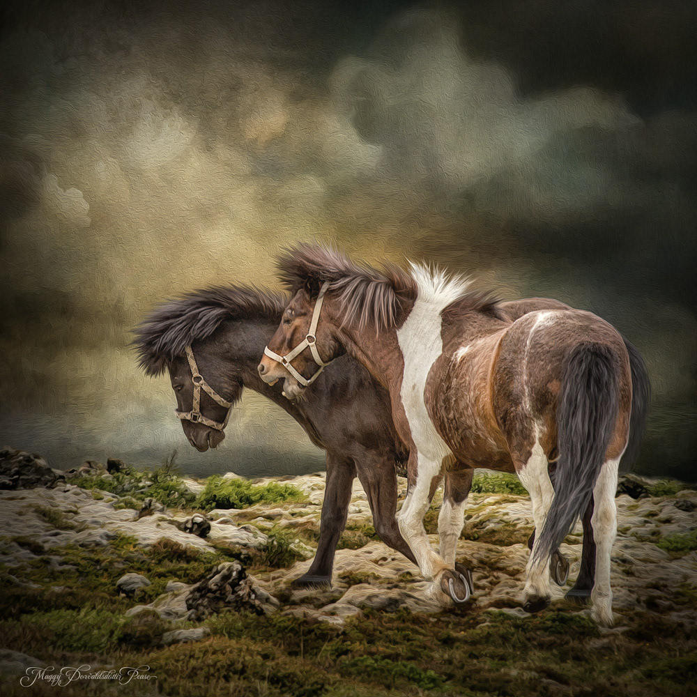 Icelandic Horses