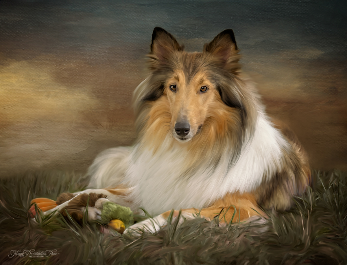 Rough Collie