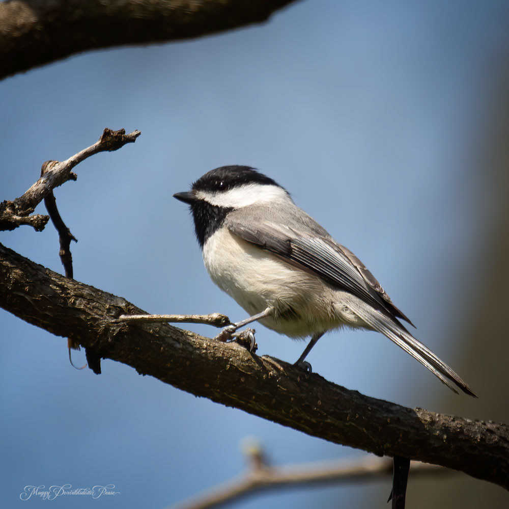 Chickadee