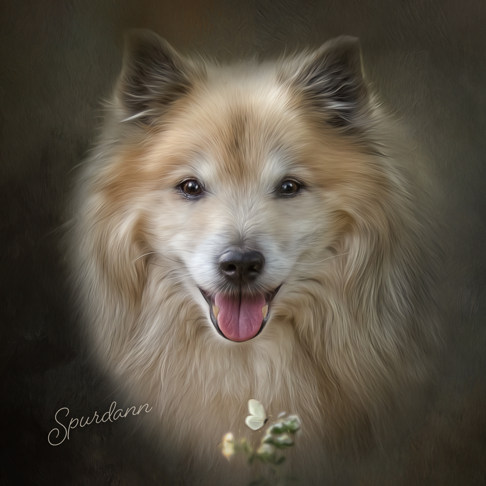 Spurðann, Icelandic Sheepdog