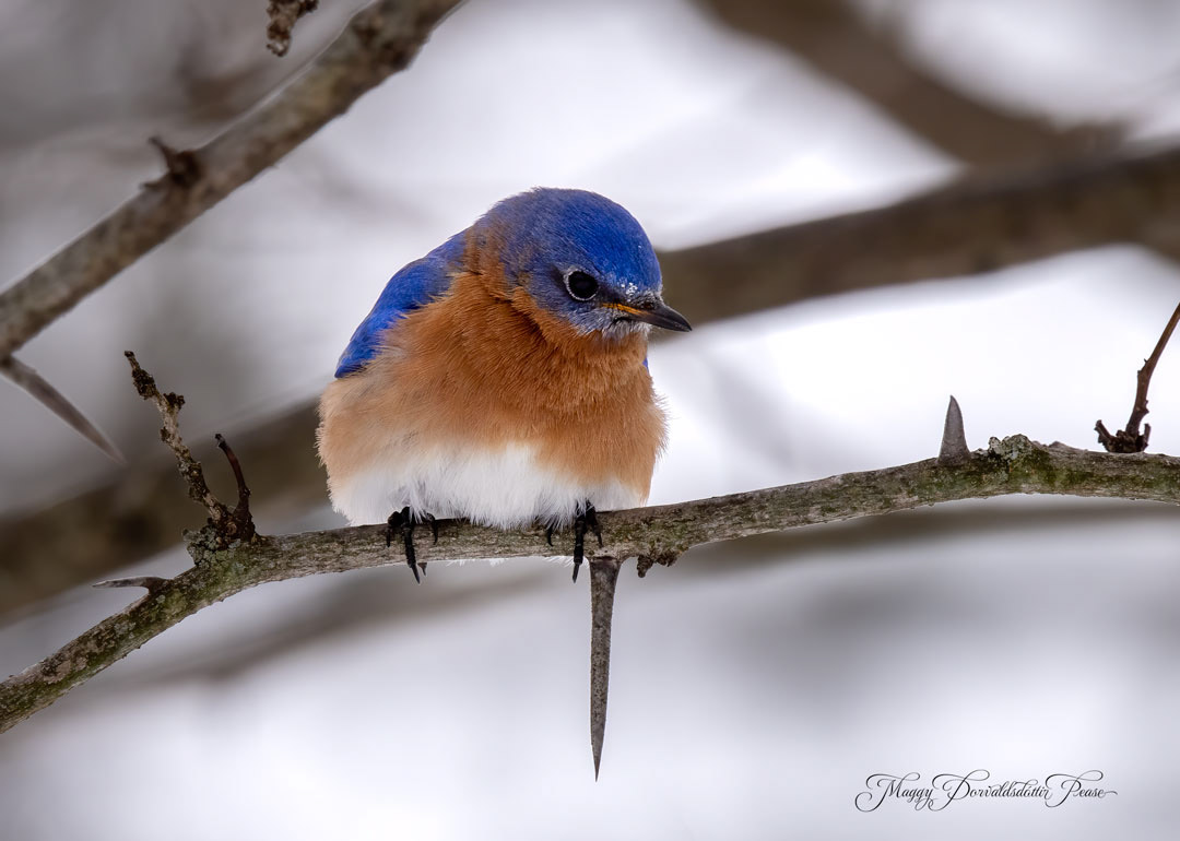 Eastern Bluebird
