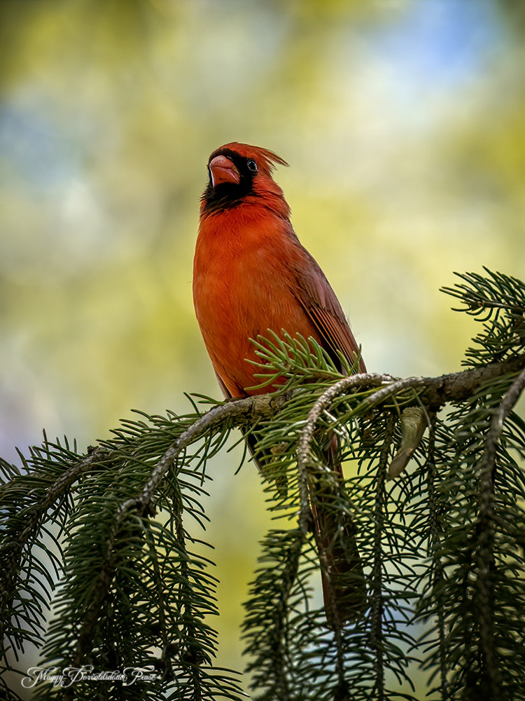 Cardinal