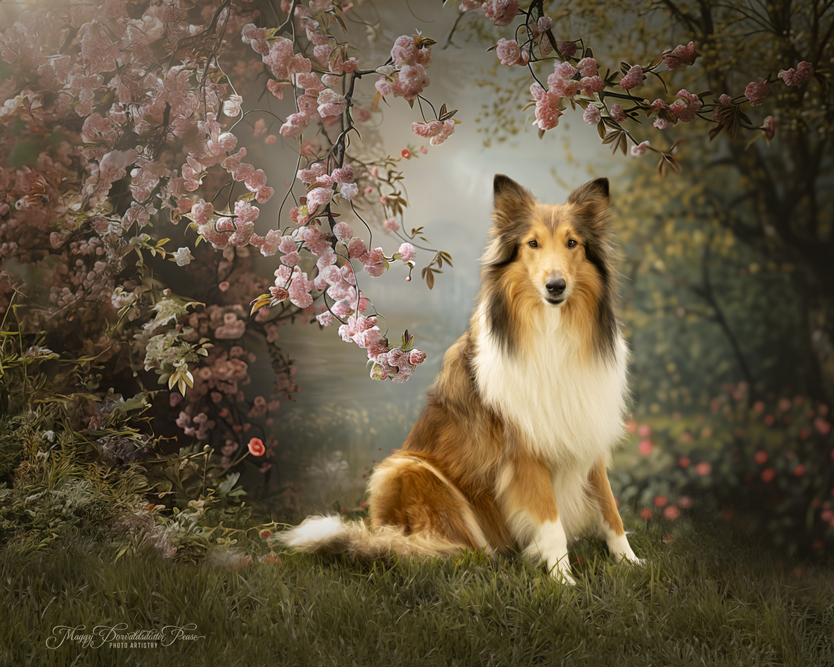 Rough Collie