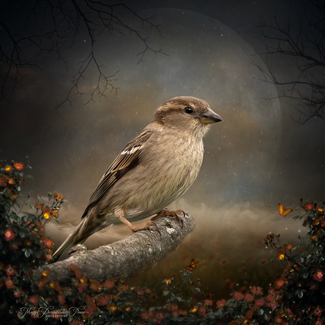 Sparrow