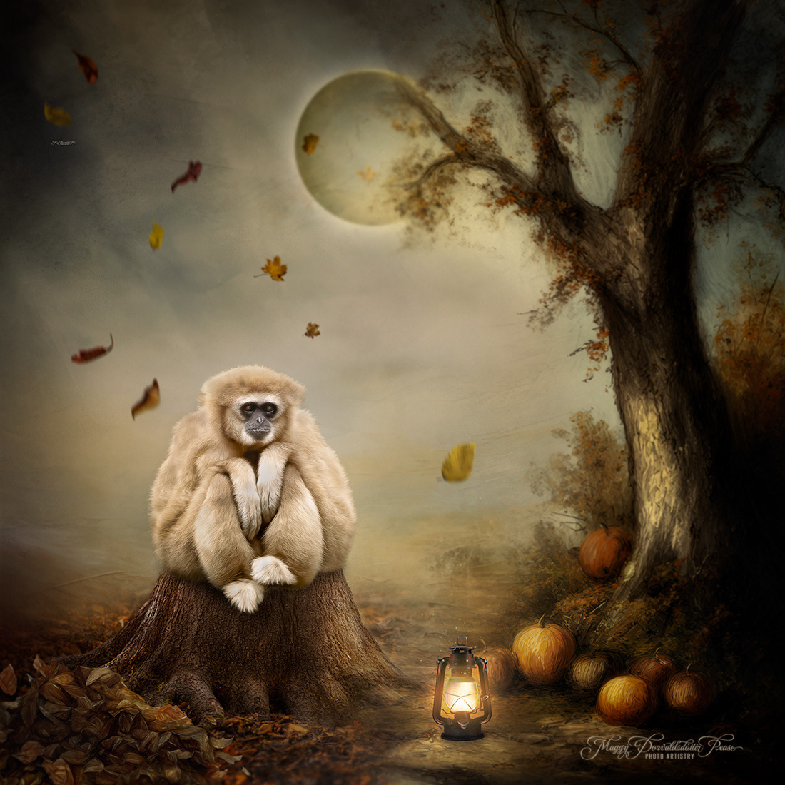 Autumn Contemplations