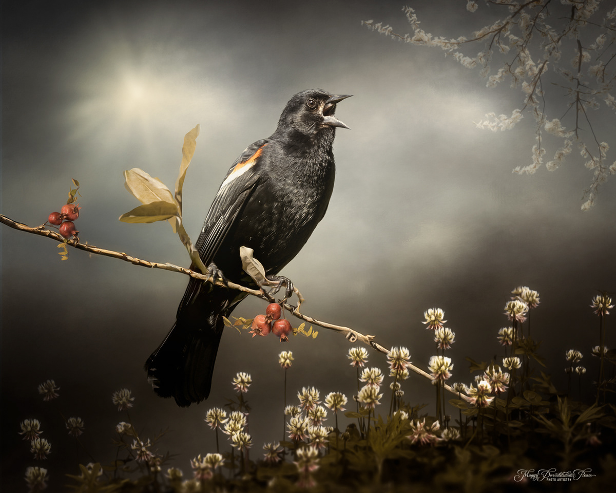 Marsh Song