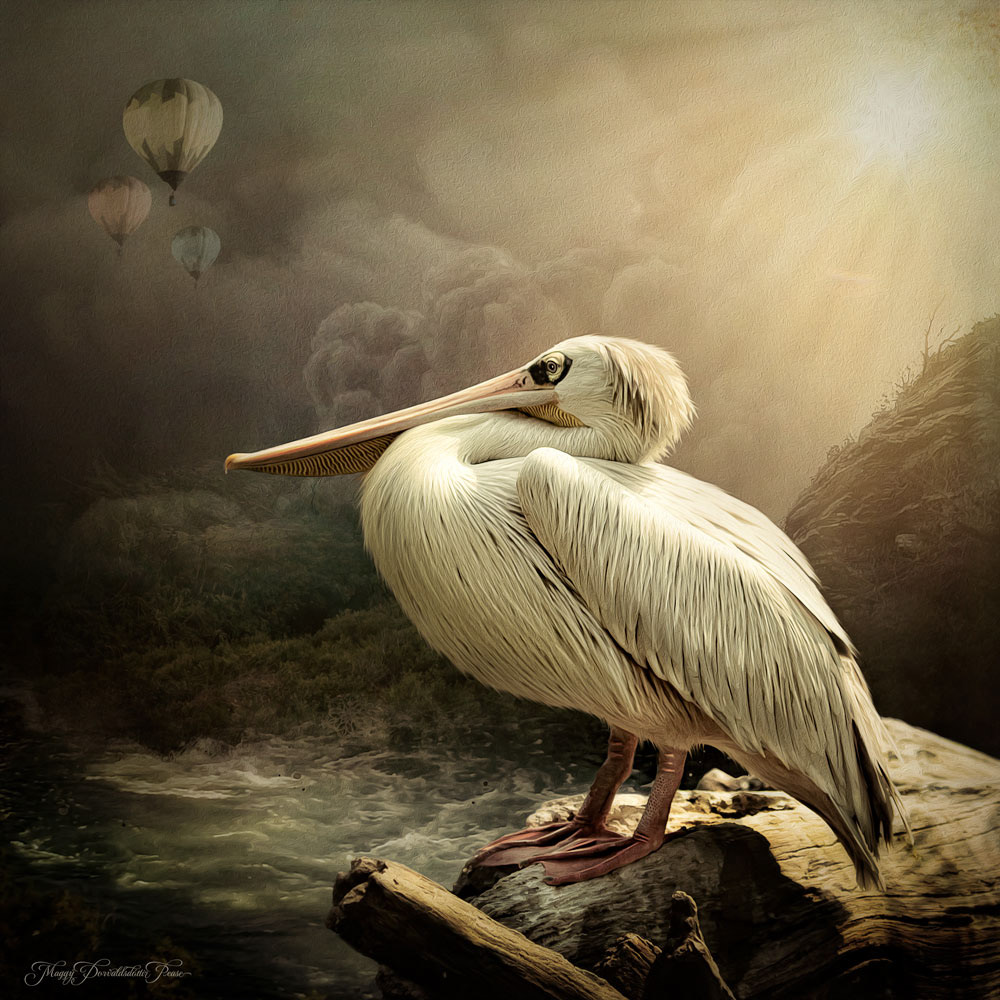 Pelican at Rest