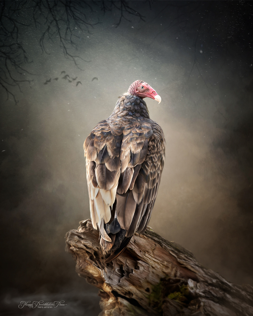 The Vulture's Watch