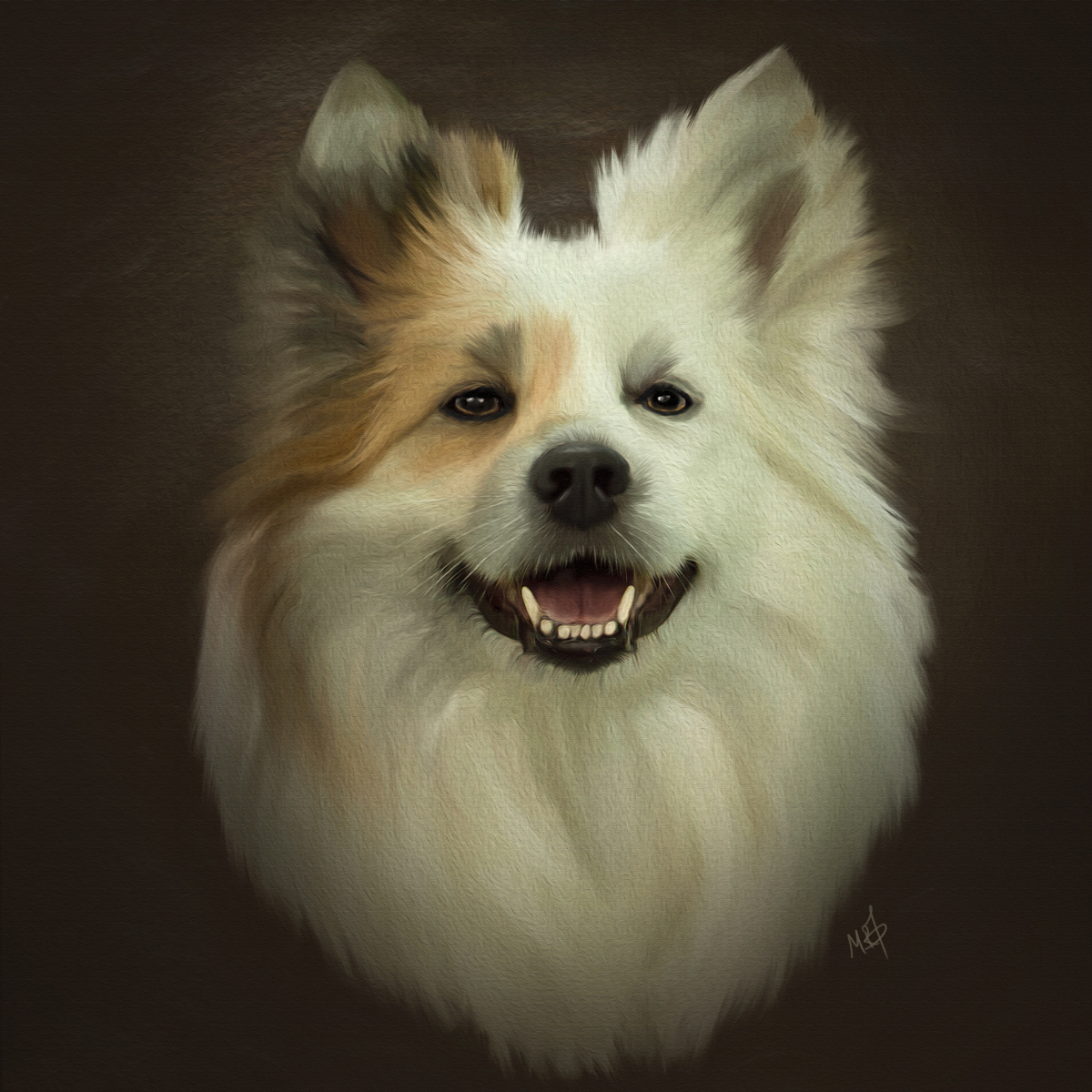 Icelandic Sheepdog