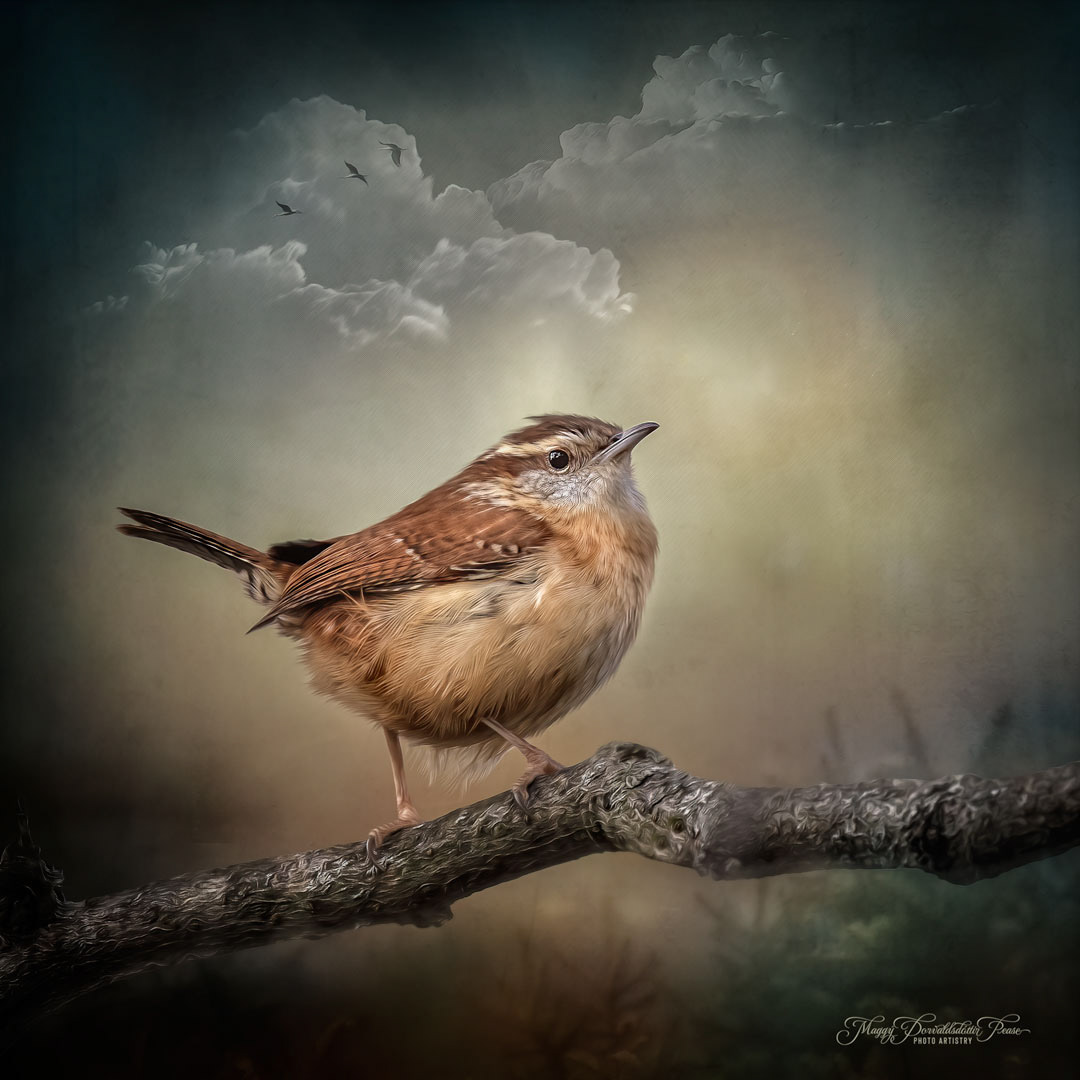 House Wren