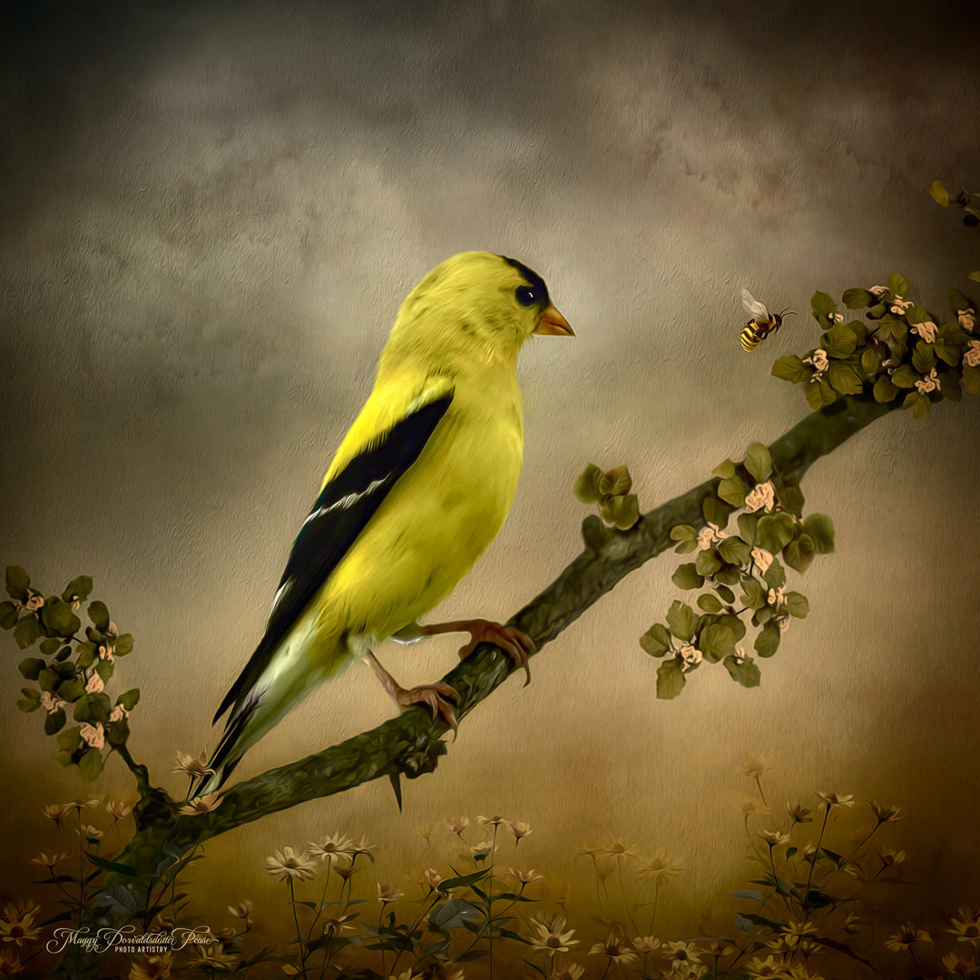 Goldfinch