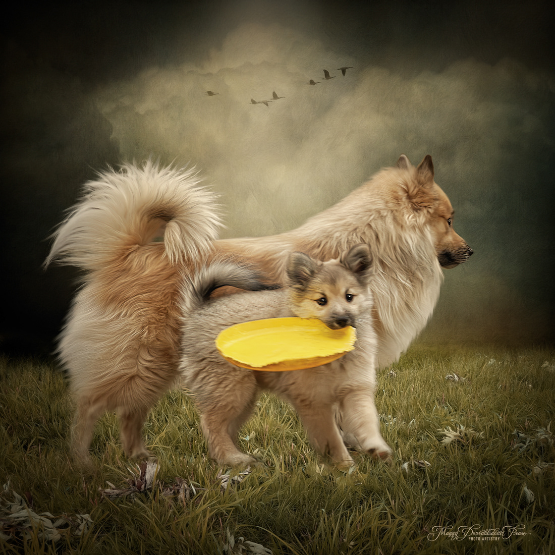 Icelandic Sheepdogs