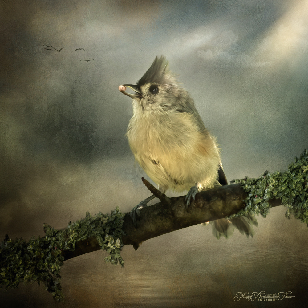 Tufted Titmouse