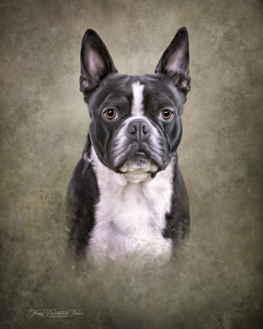 Boston Terrier