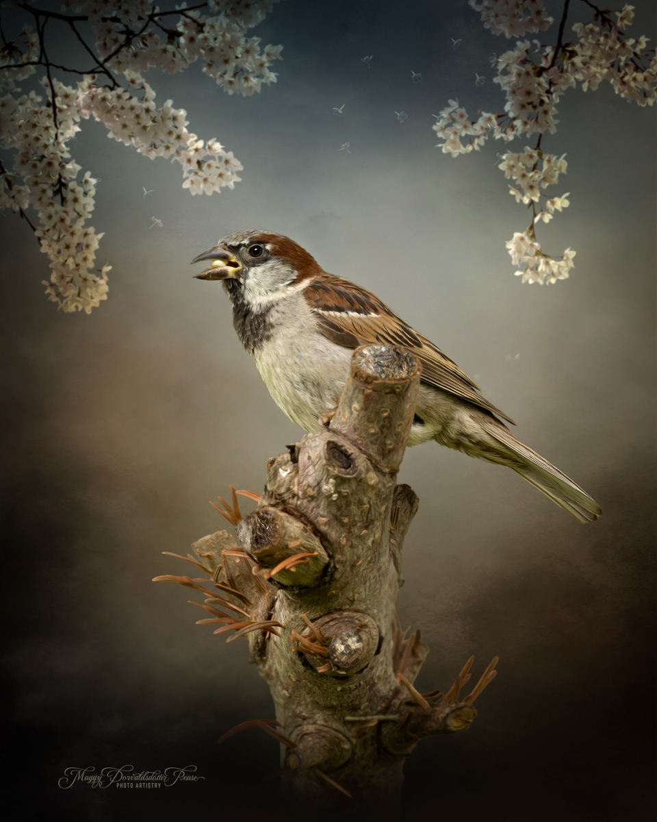 House Sparrow