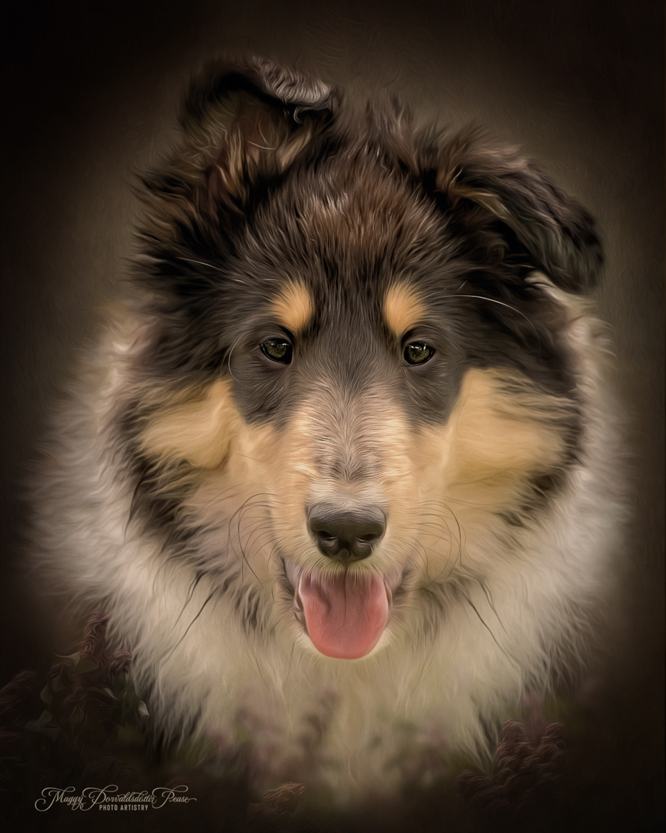 Rough Collie