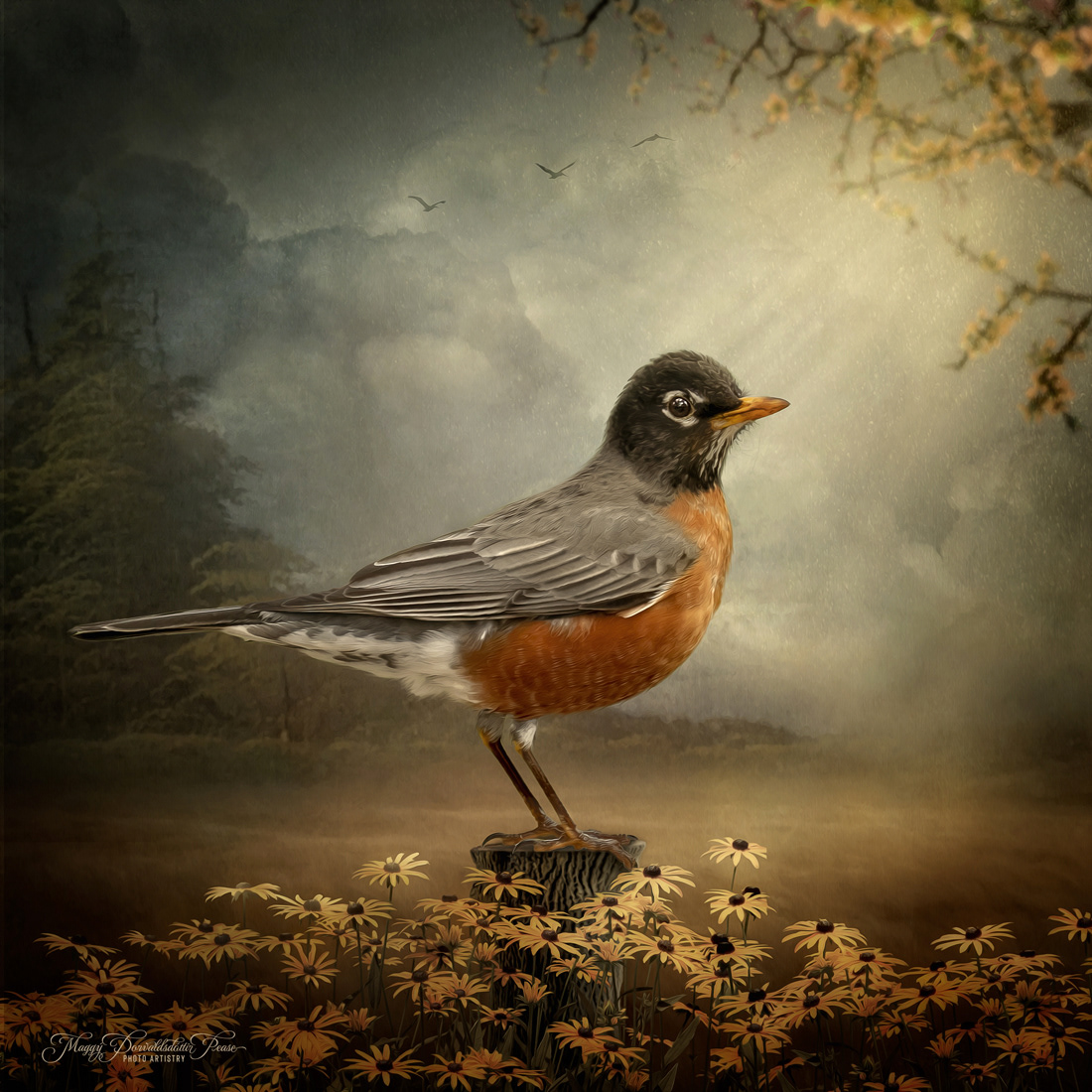 Robin